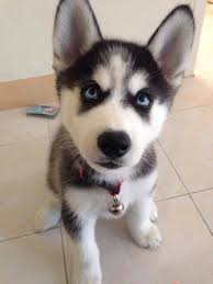 pin by husky lover on huskies malamute husky dog love husky