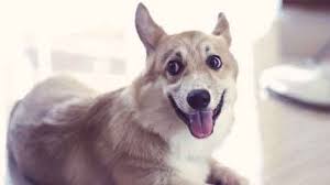 A unilaterally deaf dog should hear the sounds, but not be able to tell where they originated. Treatment Options For Deaf Dogs Petcarerx