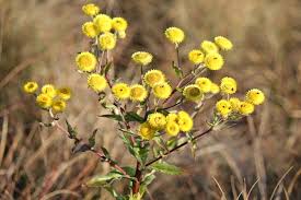 Image result for Helichrysum cooperi