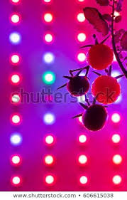 Ripe Cherry Tomatoes Silhouette Against Led Grow Lamp Background Led Grow Led Grow Lights Growing Plants Indoors