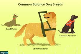 These dogs learn how to avoid overhead obstacles, stop at curbs, and help before a dog can become a service dog, it has to go through rigorous training. Balance Service Dogs For Multiple Sclerosis