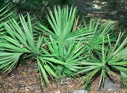 Image result for Sabal etonia