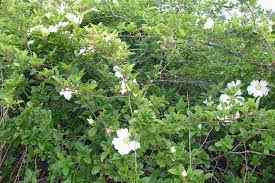 Image result for Rosa laevigata