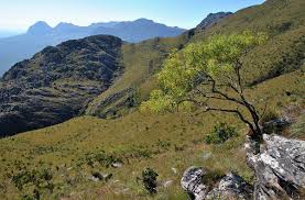 Image result for Heteromorpha