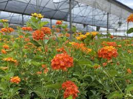Image result for Lantana