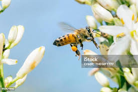 Image result for Chlorophytum krookianum