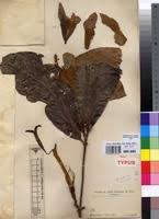 Image result for Rothmannia whitfieldii