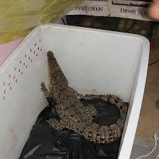 Dan bermimpi melihat buaya didalam rumah itu juga bisa sebagai pertanda buruk, bahwa akan terjadinya cekcok dalam rumah. Geger Ada Buaya Di Atas Rumah Warga Malang Regional Liputan6 Com