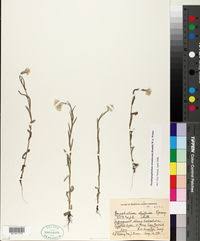 Image result for Helichrysum tillandsiifolium