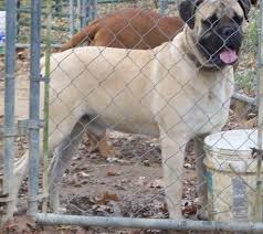 Additionally, a rescue group will be able to talk with you about the dog you are interested in to ensure it will be a good fit for you both. Bullmastiff Puppy For Sale Adoption Rescue For Sale In Petersburg Tennessee Classified Americanlisted Com