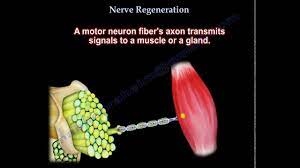 May 03, 2011 · more recently, biologists have discovered that nerve cells probably can regenerate. Nerve Regeneration Everything You Need To Know Dr Nabil Ebraheim Youtube