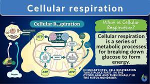 Cellular respiration - Definition and Examples - Biology Online Dictionary
