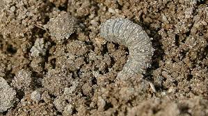 Top Control Methods For Maize Pests Diseases And Weeds Farmers Weekly