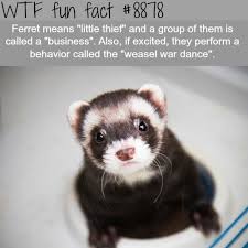 15 Extra Funny Ferrets Memes Funny Ferrets Wtf Fun Facts Fun Facts