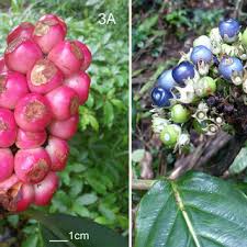 Image result for Gaertnera paniculata