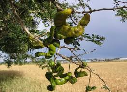 Image result for Faidherbia albida