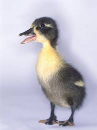 Baby Black And White Duck Breeds Popular Domestic Duck Breeds Duck Breeds Breeds Ducklings