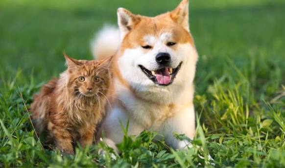 Late-Summer Pet Care Checklist: Keeping Pets Healthy as the Seasons Ch
