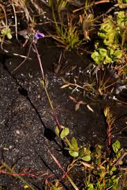 Image result for Crepidorhopalon goetzei