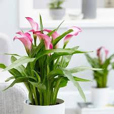 Die Wunderschone Calla Blume Wie Pflegt Man Die Zimmercalla Richtig In 2020 Lilienpflanze Zimmerpflanzen Ideen Pflanzen