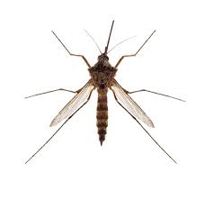 How much does pest control cost? Amdro