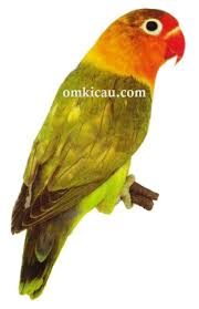 Check spelling or type a new query. 6 Lovebird Spangle Hijau