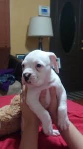 Should there not be any boxer puppy listings shown, please complete the form accordingly to register your interest in buying an boxer. Boxer Puppies For Sale In Hollywood Florida Classified Americanlisted Com