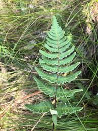 Image result for Cheilanthes botswanae