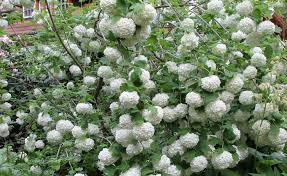 Gefullter Schneeball Liebling Fur Den Garten Krautergarten Palette Pflanzen Naturgarten