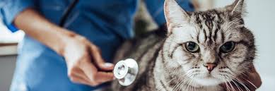 Gaponly Claim Pet Insurance On The Spot Greencross Vets