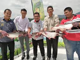 Cara membuat layang layang akan kita bahas kali ini,menerbangkan layangan buatan sendiri pastinya akan membuat kita jauh lebih puas dan bahagia! Tasik Metropolitan Kepong Tunggu Kaki Pancing Ahad Ini