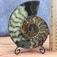 3.8 out of 5 stars 19 ratings. 13cm Large Natural Ammonite Fossil Sea Conch Crystal Specimen Slice Healing Uk For Sale Online Ebay