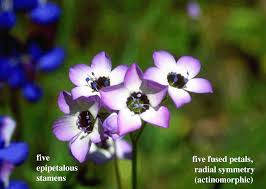 Image result for Polemoniaceae