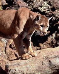 Three pets (chance, a young dog unfamiliar with the world; Mountain Lion Disney Wiki Fandom