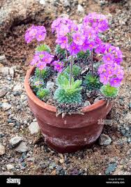 Image result for Wahlenbergia androsacea