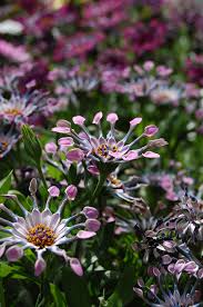 Image result for foto Osteospermum
