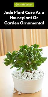 We did not find results for: Jade Plants Buying Growing Guide Trees Com