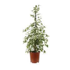 Dec 21, 2020 · choose hoya compacta,. Ficus Benjamina Twilight In Uae Buy Online Green Souq Uae