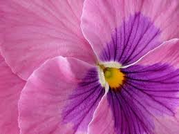 Free Image On Pixabay Pansy Flower Blossom Floral Macro Photography Flowers Pansies Flowers Flowers Photography