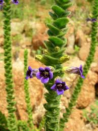 Image result for Anticharis