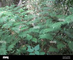 Image result for Cyathea capensis