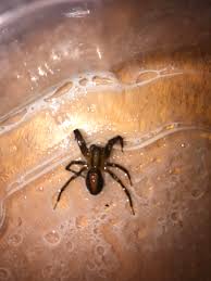The pros and cons for renters. Spider In My Basement Apartment Please Help Identify Spiders