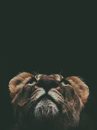 30 Unique Animal Photography Examples To Inspire You Lion Images Lion Pictures Lion Photography