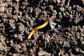 Leaf beetle larvae (d), like that of the colorado potato beetle, resemble caterpillars without fleshy abdominal legs. Dirt Doctor Library Topics