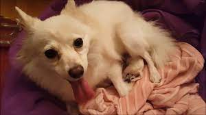 German Spitz Giving Birth To First Babies Youtube