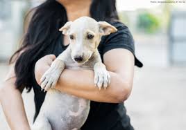 Beleave me i looked around before i found animal helpline. Peta India India S Animal Rights Organisation Peta India