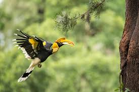 Its bill fetches a higher price than elephant ivory. The Unconditional Love Of A Papa Hornbill Buzzonearth