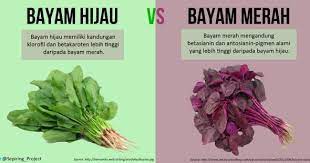 Manfaat bayam merah untuk kesehatan, cocok untuk ibu hamil. Bayam Hijau Dan Bayam Merah Mana Yang Lebih Menyehatkan Persagi Bandung