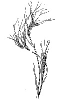 Image result for Hyparrhenia rufa