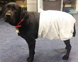 Wrap the diaper around your dog by bringing the bottom portion of the diaper up and over the front of your dog and wrapping the sleeves around the back and to the front. 7 Diy Dog Diaper Ideas Homemade Puppy Diapers For Messes